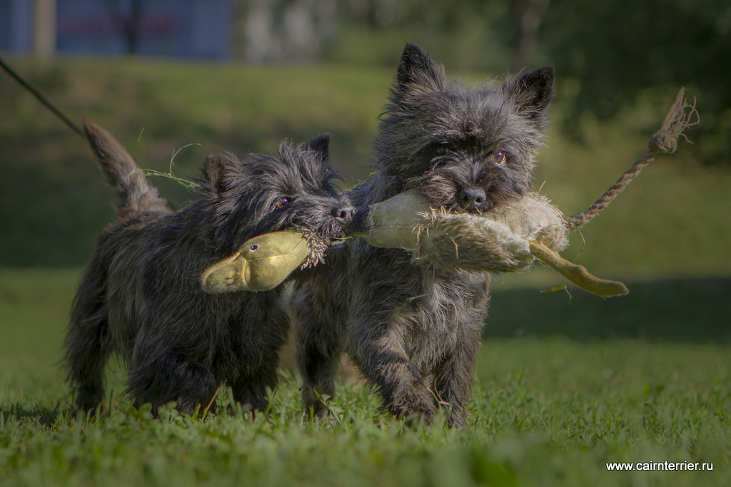 Фото керн терьеров питомника Еливс с игрушкой на прогулке летом