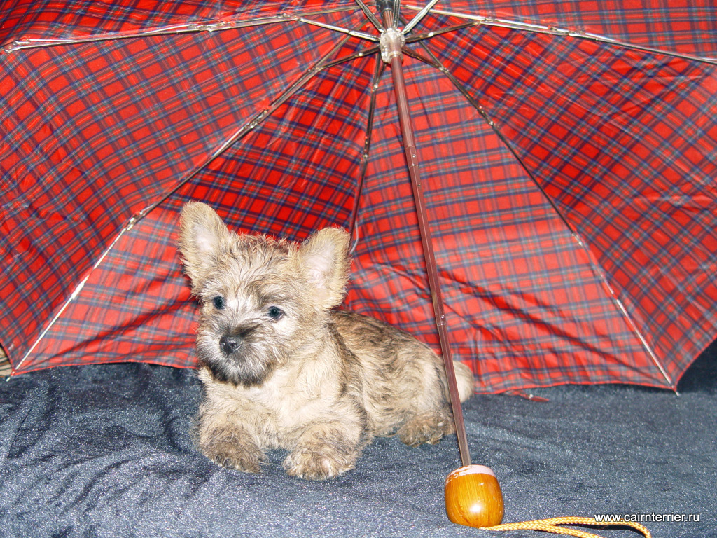 Фото щенка керн терьера питомника Еливс под зонтиком