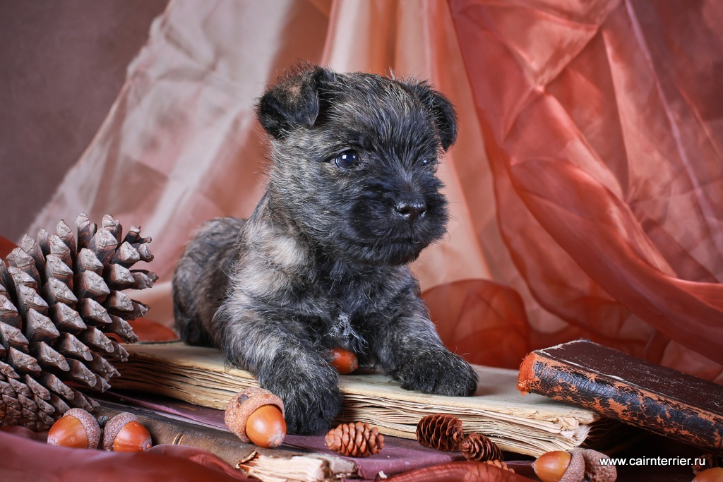 Фото щенка керн терьера питомника Еливс помёта 2012 года