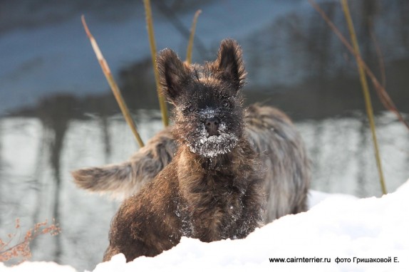 Тигровый щенок керн терьера питомника Еливс стоит на зимней прогулке фото Гришаковой