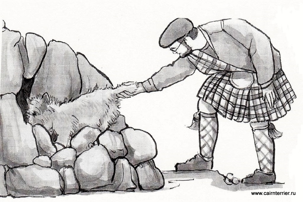 Рисунок керн-терьер на охоте в Шотландии входит в нору между камней