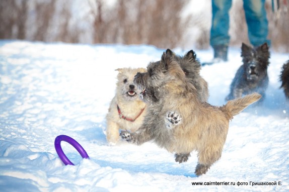 Фото керн терьеров на прогулке зимой играющих с кольцом по команде апорт