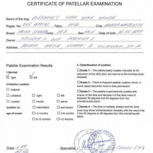 Медицинский сертификат Яноша