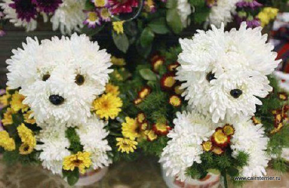 Фото цветы оформленные в образе собак