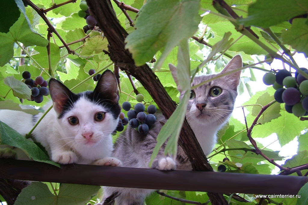 Фото две кошки в виноградной лозе на фоне виноградных листьев и винограда