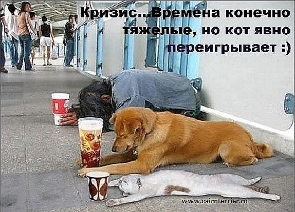 Фото собака и кошка просят милостыню вместе с человеком на улице