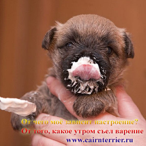 Фото кормим щенка керн терьера питомника Еливс с ложки