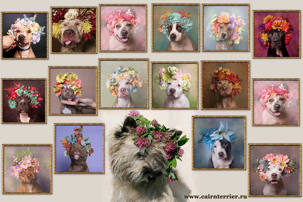 Фото керн терьера в венке из цветов на фоне портретов терьеров в венках из цветов