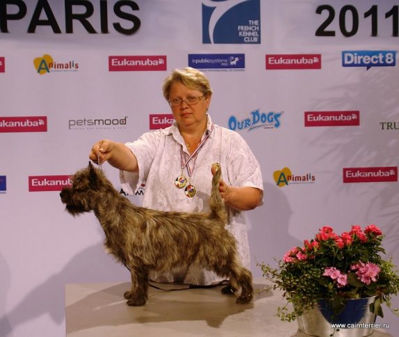 Керн терьер Понтус - Лучший Юниор Франции 2011.