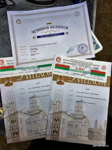 Дипломы керн терьера Пунша Дипломы керн терьера Пунша