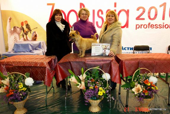 Владелец питомника Елена Сорокина на конкурсе грумеров с керн терьером.