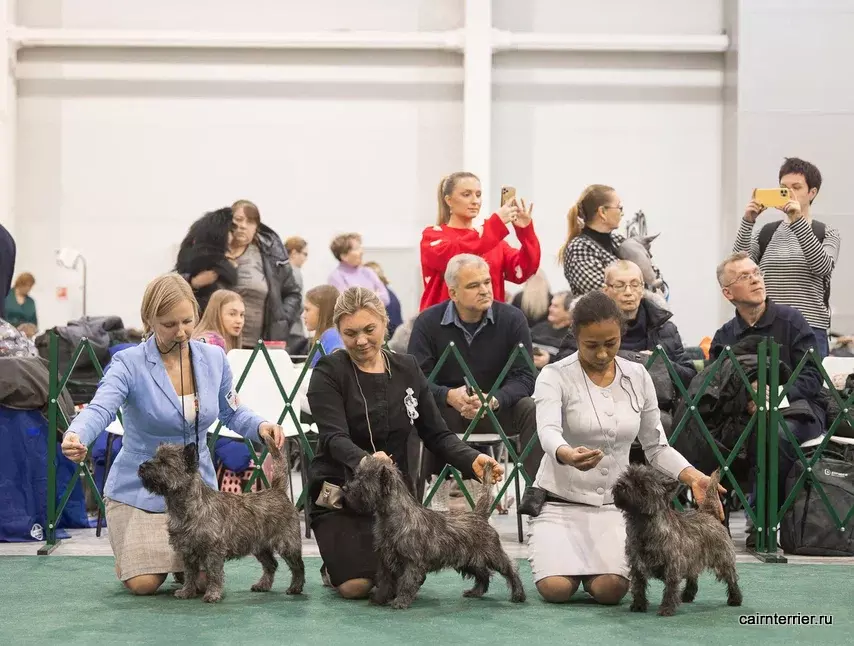 Cairn Terrier from Russia 2023 kennel Elivs