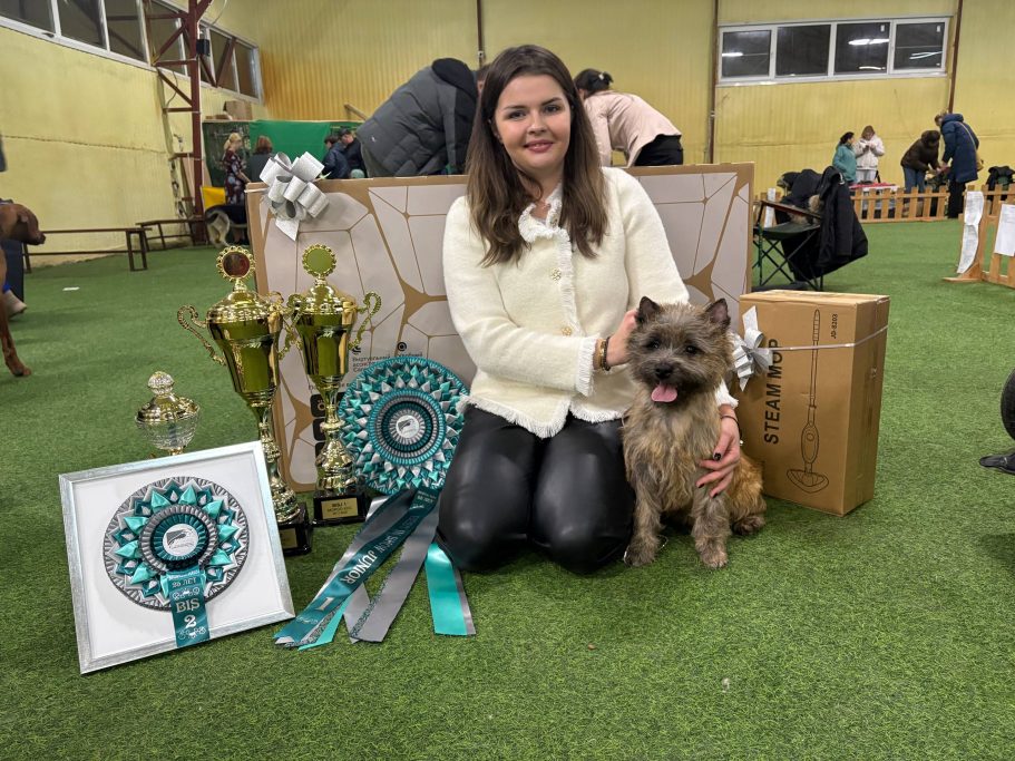 Cairn Terrier Glenmore's Savva