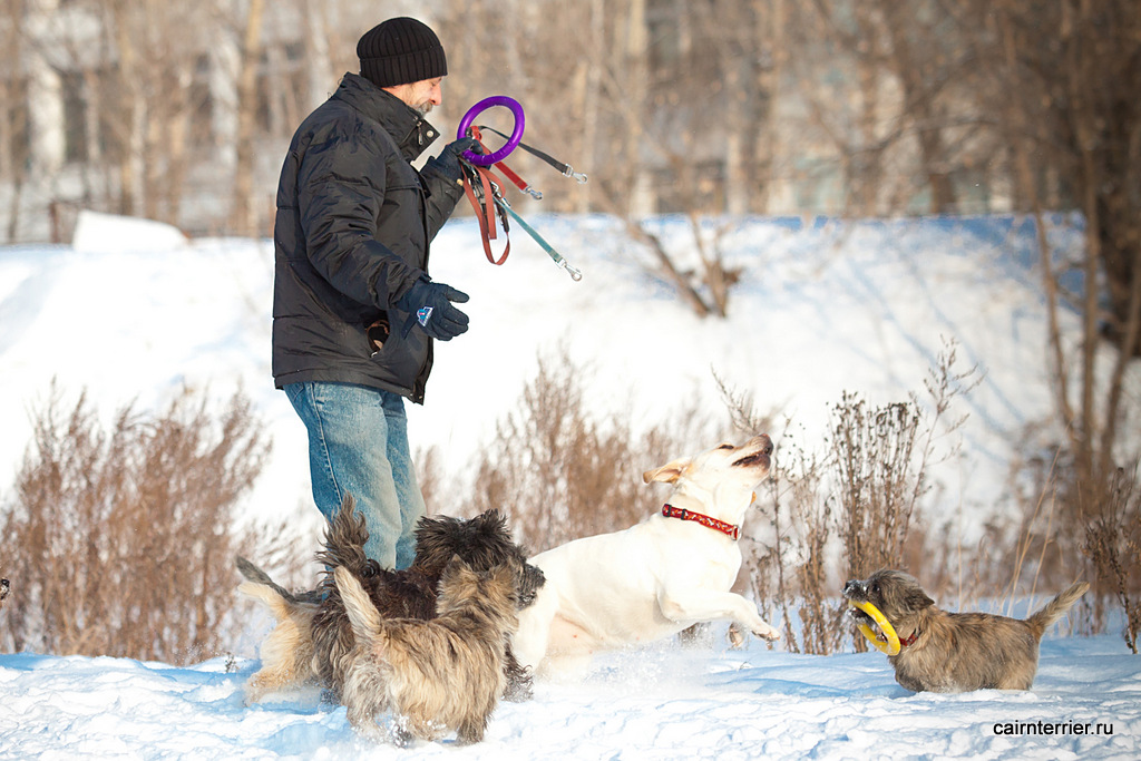 Фото керн терьеров питомника Еливс на зимней прогулке в парке, идущих рядом с хозяином
