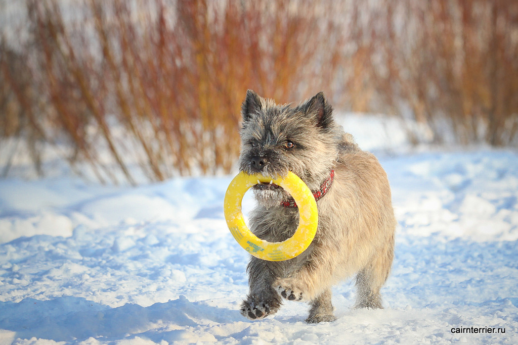 Фото сука керн терьер Нова питомника Еливс на прогулке зимой с игрушкой-кольцом в зубах