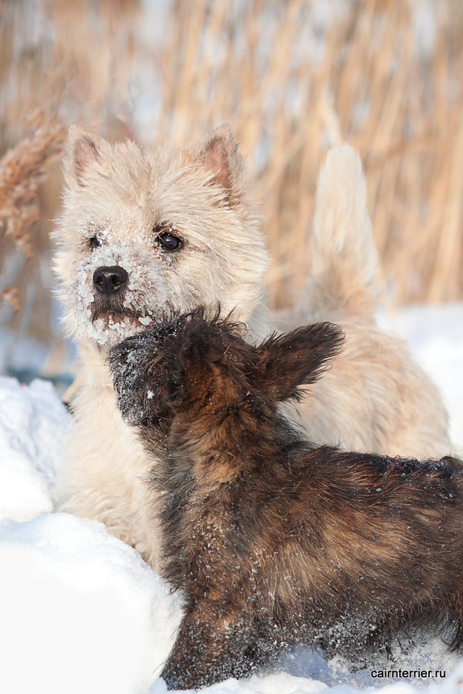 Фото щенка и керн терьера питомника Еливс на прогулке зимой