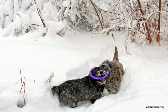 Фото керн терьеров питомника Еливс на зимней прогулке с кольцом-игрушкой в пасте