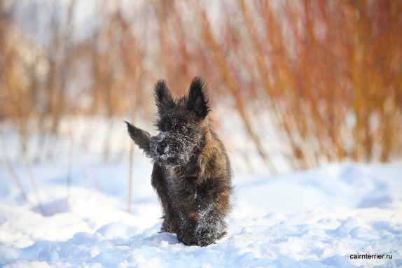 Фото тигрового щенка керн терьера питомника Еливс стоящего на выгуле зимой