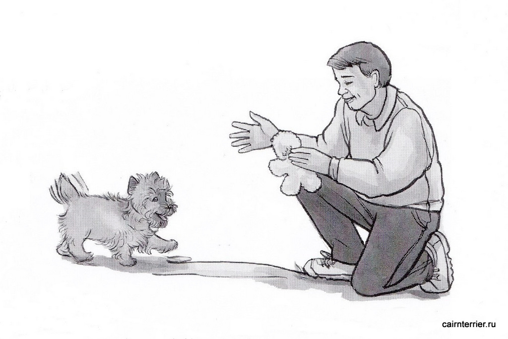 Рисунок щенка керн терьера с дрессировщиком, выполняющего команду «Ко мне»