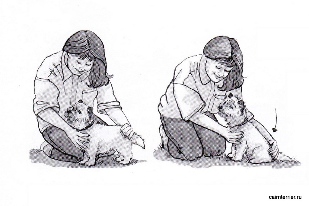 Рисунок керн терьера с дрессировщиком при отработке команды "Сидеть" с нажимом на круп щенка